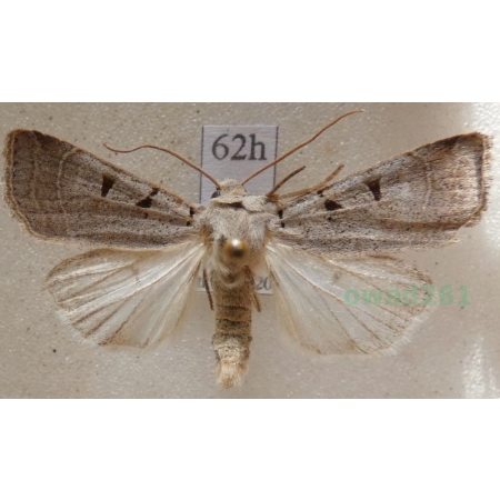 Eugnorisma glareosa (Esper, 1788) Czech62h